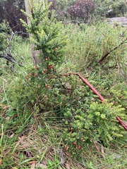 Acrothamnus maccraei