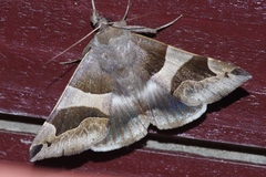 Dysgonia stuposa