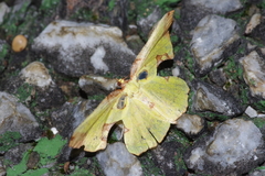 Corymica pryeri