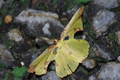 Corymica pryeri