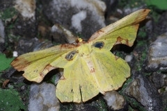 Corymica pryeri