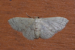 Idaea sakuraii