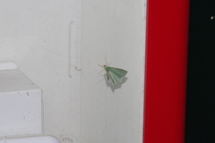 Thalassodes intaminata