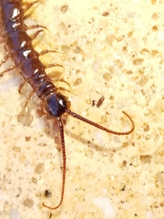 Lithobius calcaratus