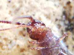 Lithobius calcaratus