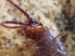 Lithobius calcaratus