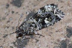 Callopistria albolineola