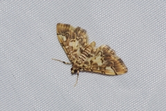 Lamprosema commixta