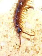 Lithobius calcaratus