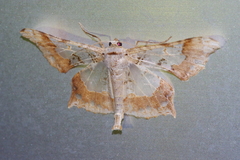 Krananda semihyalina