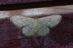 Idaea neovalida