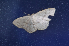 Scopula plumbearia