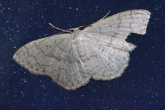 Scopula plumbearia