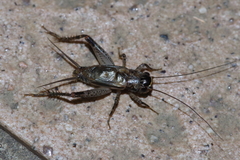 Loxoblemmus equestris