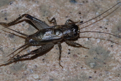 Loxoblemmus equestris