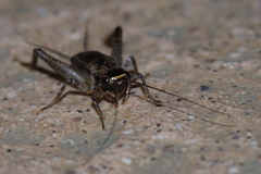 Loxoblemmus equestris