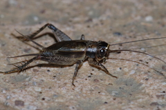 Loxoblemmus equestris