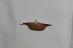 Plesiomorpha punctilinearia