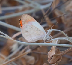 Colotis antevippe gavisa