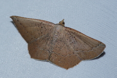 Plesiomorpha punctilinearia