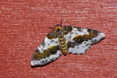 Abraxas miranda aesia