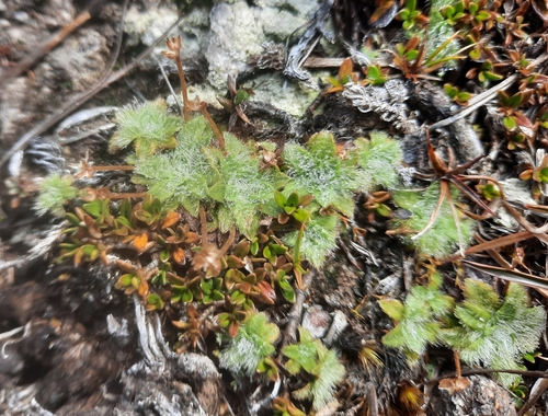Woolly plantain (Plantago lanigera)