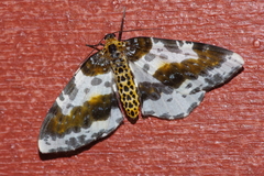 Abraxas miranda aesia