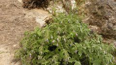 Podonosma orientalis