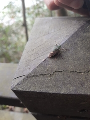 Eocanthecona formosa