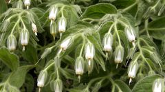 Podonosma orientalis