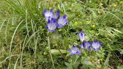 Gentiana olivieri