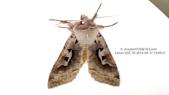 Perigrapha hoenei
