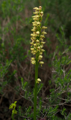 Orchis galilaea