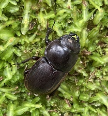 Geodorcus helmsi