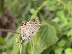 Euchrysops