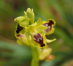 Ophrys lutea galilaea