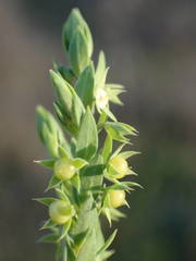 Lysimachia linum-stellatum