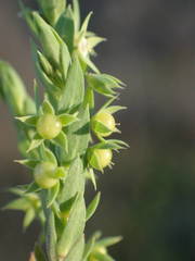 Lysimachia linum-stellatum