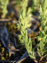 Lysimachia linum-stellatum