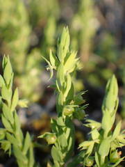 Lysimachia linum-stellatum