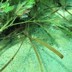 Stigmatopora narinosa