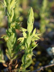 Lysimachia linum-stellatum