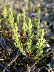 Lysimachia linum-stellatum