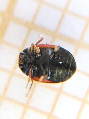Red-flanked Scymnus, photo 3 of 10