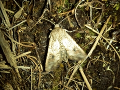 Ichneutica morosa