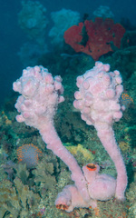 Halisarca australiensis