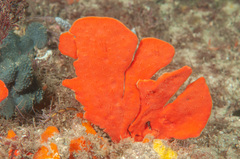 Echinoclathria leporina