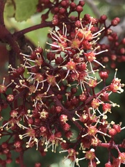 Perrottetia sandwicensis