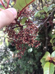 Perrottetia sandwicensis