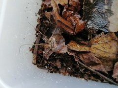 Dasylobus graniferus